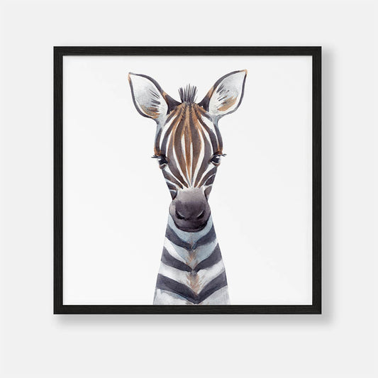 Baby Zebra - Dieren Poster